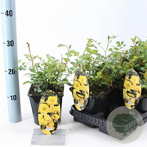 Rosa Spelarosa Dolly Dot 10-15 cm C1.5