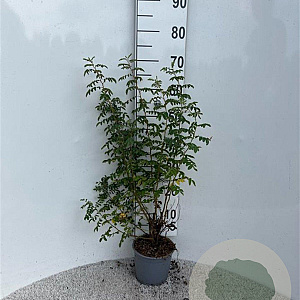 Rosa pimpinellifolia 40-60 cm 2,0L