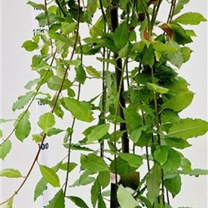 Salix caprea 'Kilmarnock' 180 cm stam 7,5L