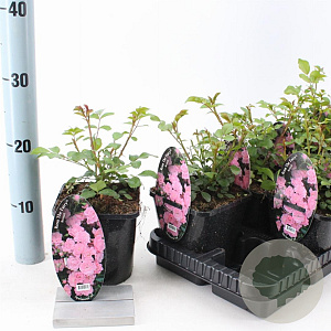 Rosa (P) 'The Fairy' 10-15 cm C1.5