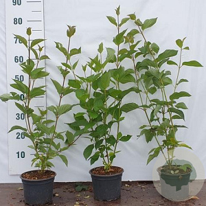 Cornus alba 60-80 cm 2,0L