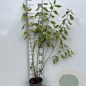Cornus alba 'Elegantissima' 40-60 cm 2,0L