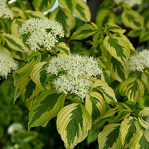 Cornus alternifolia Golden Shadows 125-150 cm met kluit struik