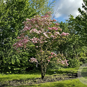 Cornus florida rubra 200-250 cm draadkluit meerstammig