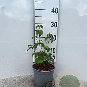 Cornus kousa 30-40 cm 2,0L