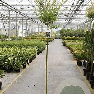Salix integra 'Hakuro-nishiki' 120 cm stam 5,0L