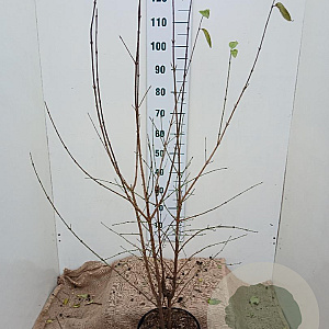 Cornus mas 100-125 cm 7,5L solitair
