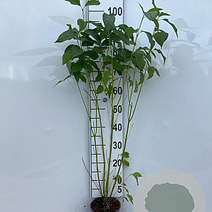 Cornus sericea 'Flaviramea' 60-80 cm 2,0L