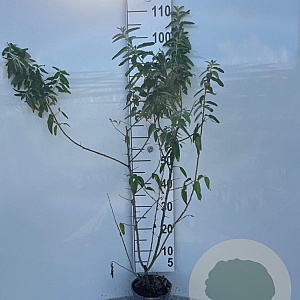 Elaeagnus angustifolia 60-80 cm 2,0L