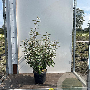 Elaeagnus ebbingei 40-50 cm 5,0L
