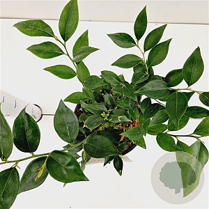 Sarcococca ruscifolia 20-25 cm 2,0L