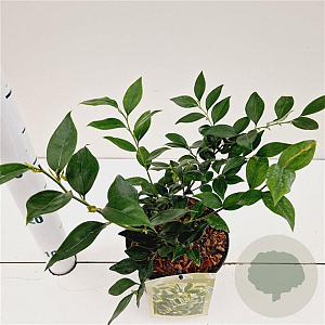 Sarcococca ruscifolia 20-25 cm 2,0L