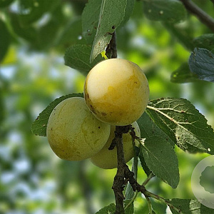 Prunus d. Nancy 6-8 HA 15L