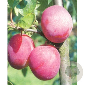 Prunus d. 'Victoria' 12-14 HA draadkluit 3 X verplant