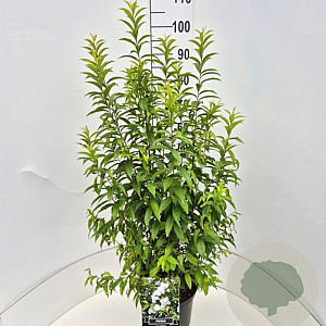 Prunus glandulosa 'Alba Plena' 80-100 cm 10L