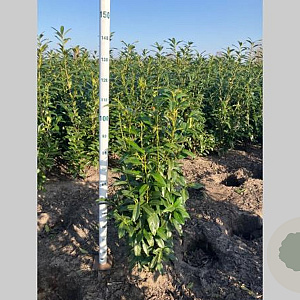 Prunus l. Genolia 100-120 cm met kluit