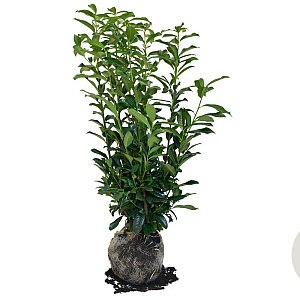 Prunus l. Genolia 100-120 cm met kluit