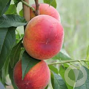 Prunus p. 'Red Haven' 12-14 HA draadkluit 3 X verplant