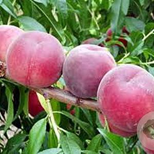 Prunus p. 'Springcrest' 12-14 HA draadkluit 3 X verplant