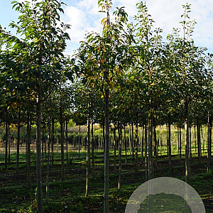 Prunus ser. 'Hokusai' 12-14 HO draadkluit