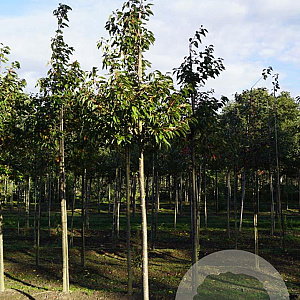 Prunus ser. 'Ichiyo' 18-20 HO draadkluit