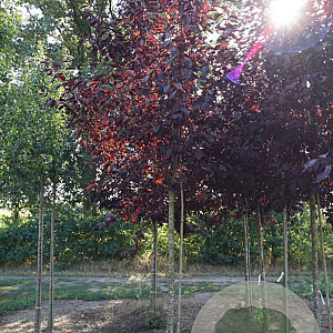 Prunus virginiana 'Canada Red' 16-18 HO draadkluit