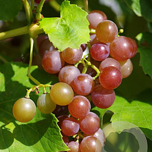 Vitis 'Fragola' 150-175 cm vierkant rond 5,5L
