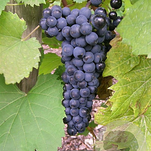 Vitis 'Léon Millot' 150-175 cm vierkant rond 5,5L