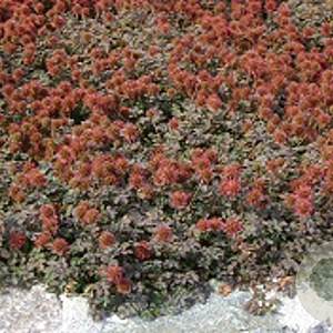 Acaena microphylla 'Kupferteppich' GM P9