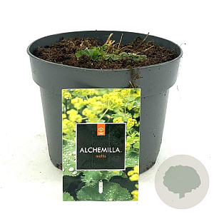 Alchemilla mollis GM 2,0L