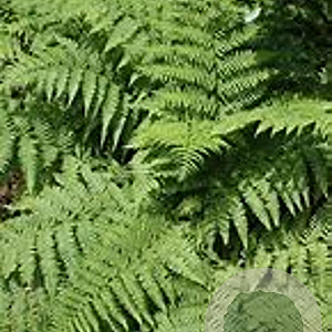 Athyrium filix-femina plantgoed P9