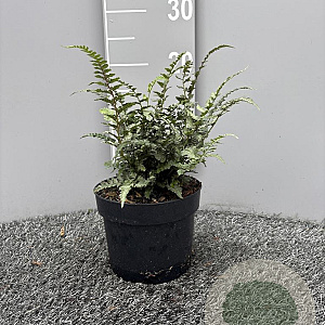 Athyrium niponicum 'Red Beauty' GM 2,0L