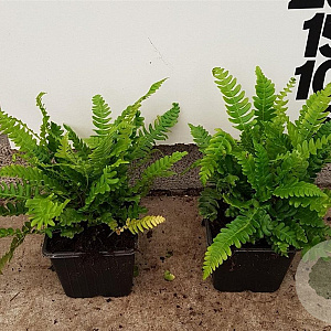 Blechnum spicant plantgoed P9