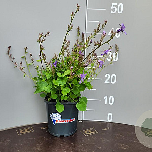 Campanula poscharskyana GM 2,0L