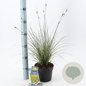 Carex brunnea 'Aureomarginata' 25-30 cm 2,0L