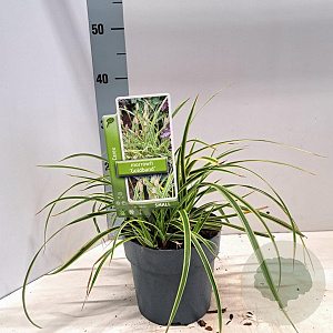 Carex morrowii 'Goldband' 20-25 cm 2,0L