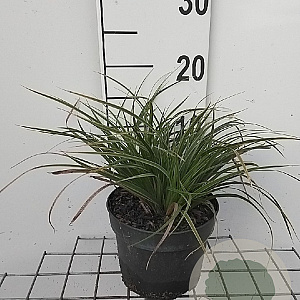 Carex morrowii 'Variegata' GM 2,0L