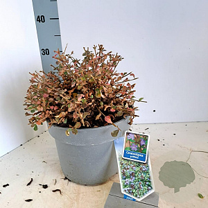 Ceratostigma griffithii 30-40 cm 5,0L