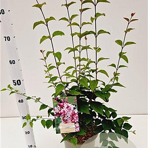 Syringa microphylla 'Superba' 60-80 cm 4,5L