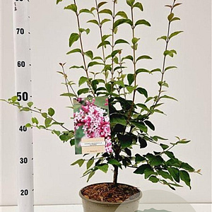 Syringa microphylla 'Superba' 60-80 cm 4,5L