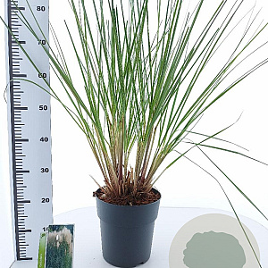Cortaderia selloana 50-60 cm 6,5L