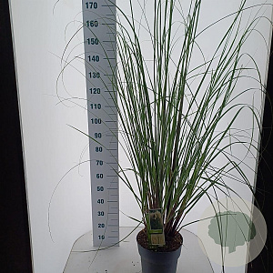 Cortaderia selloana 60-80 cm 12L