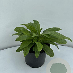 Digitalis grandiflora GM 2,0L