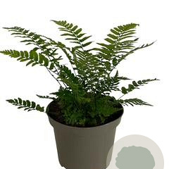 Dryopteris cycadina GM 2,0L