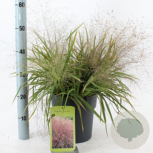 Eragrostis spectabilis 40-60 cm 6,5L