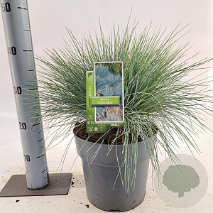 Festuca glauca 'Elijah Blue' 25-30 cm 5,0L