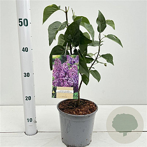 Syringa v. 'Ruhm von Horstenstein' 30-40 cm 2,5L