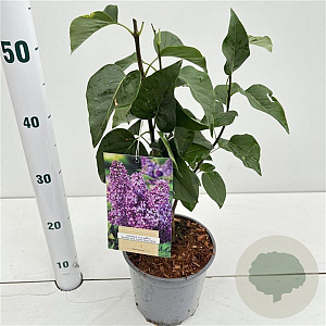 Syringa v. 'Ruhm von Horstenstein' 30-40 cm 2,5L