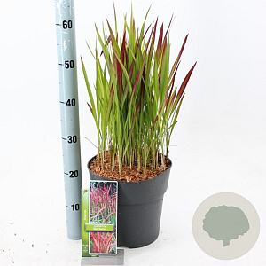 Imperata "Red Baron" 50-70 cm 6,5L