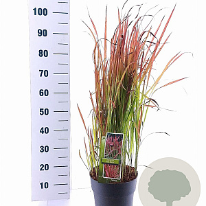 Imperata "Red Baron" 50-70 cm 6,5L